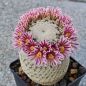 Preview: Mammillaria hermosana